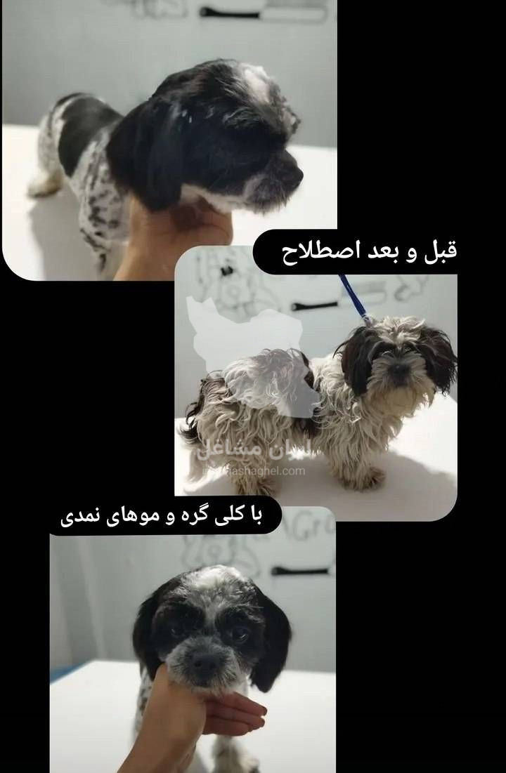 کلینیک دامپزشکی و پت شاپ نیشام در کرمانشاه