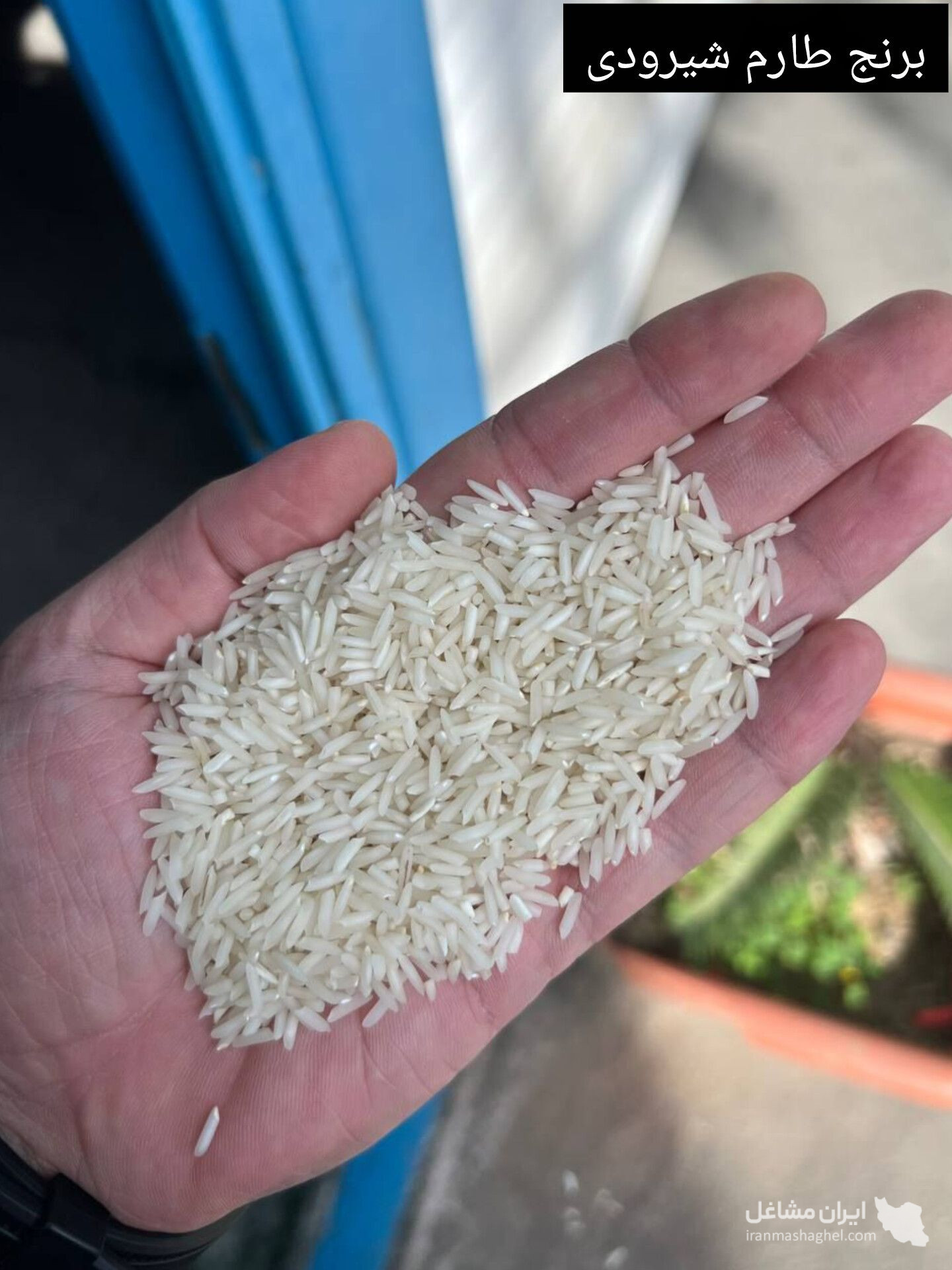 خرید مستقیم برنج و چای با کیفیت ایرانی زرین شاهان در آمل