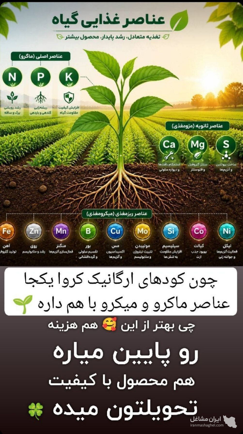 نمایندگی فروش کود ارگانیک کروا و سبوسیب مزروعی در رفسنجان