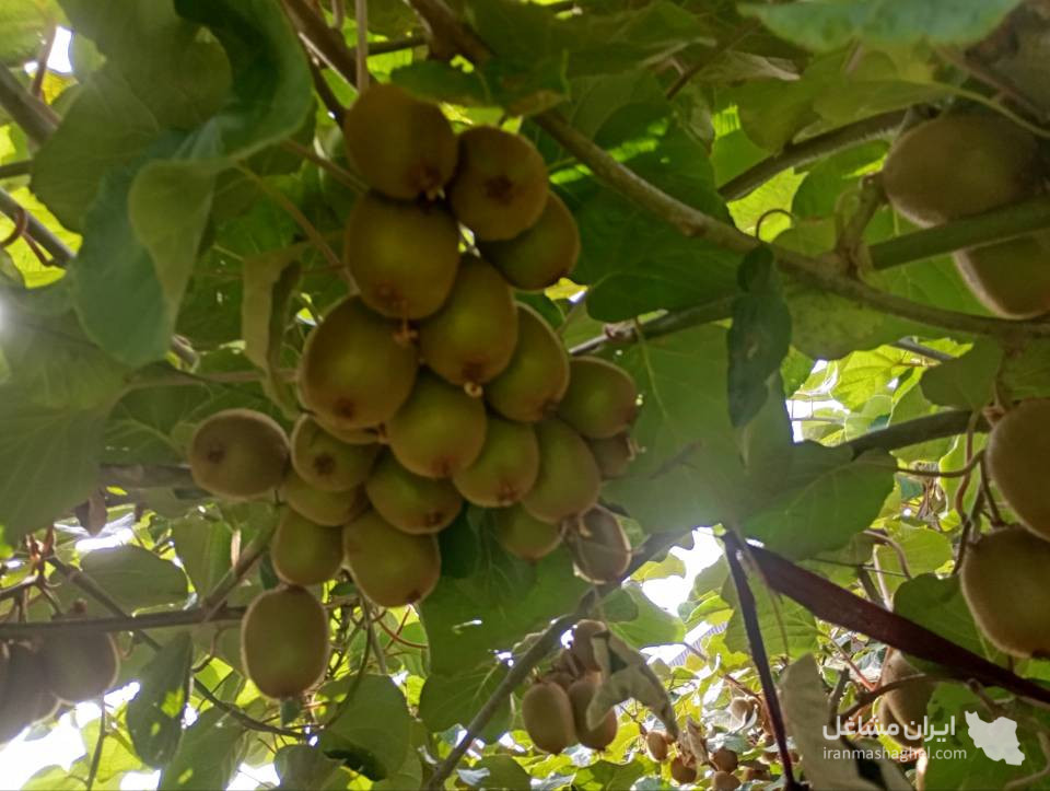 DIAR KIWI – दिल्ली के लिए ताज़ा और ऑर्गेनिक ईरानी कीवी का सीधे निर्यात और बिक्री