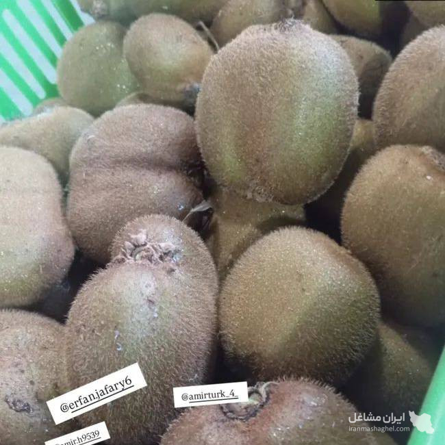 DIAR KIWI – दिल्ली के लिए ताज़ा और ऑर्गेनिक ईरानी कीवी का सीधे निर्यात और बिक्री