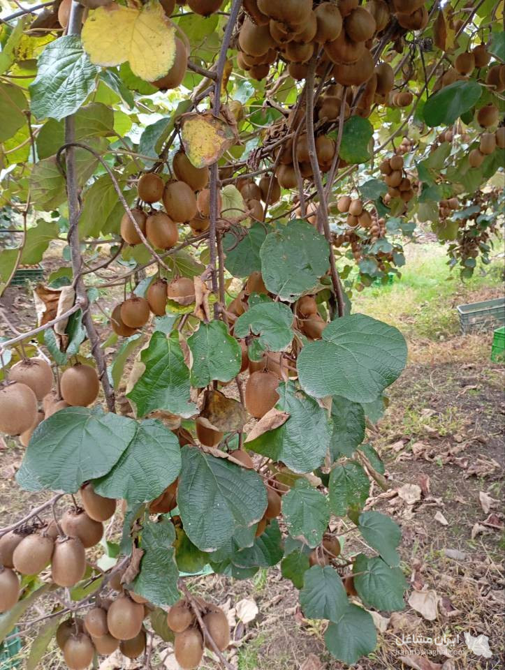 DIAR KIWI – दिल्ली के लिए ताज़ा और ऑर्गेनिक ईरानी कीवी का सीधे निर्यात और बिक्री