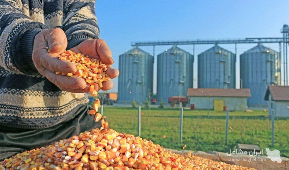واردات صادرات نهاده های کشاورزی گندم و دانه روغنی عباس پاکمنش در زنجان