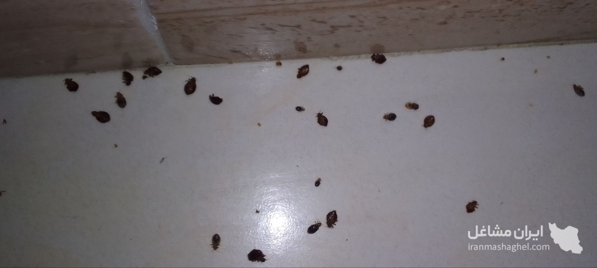 سم پاشی منازل نابودگر در رشت