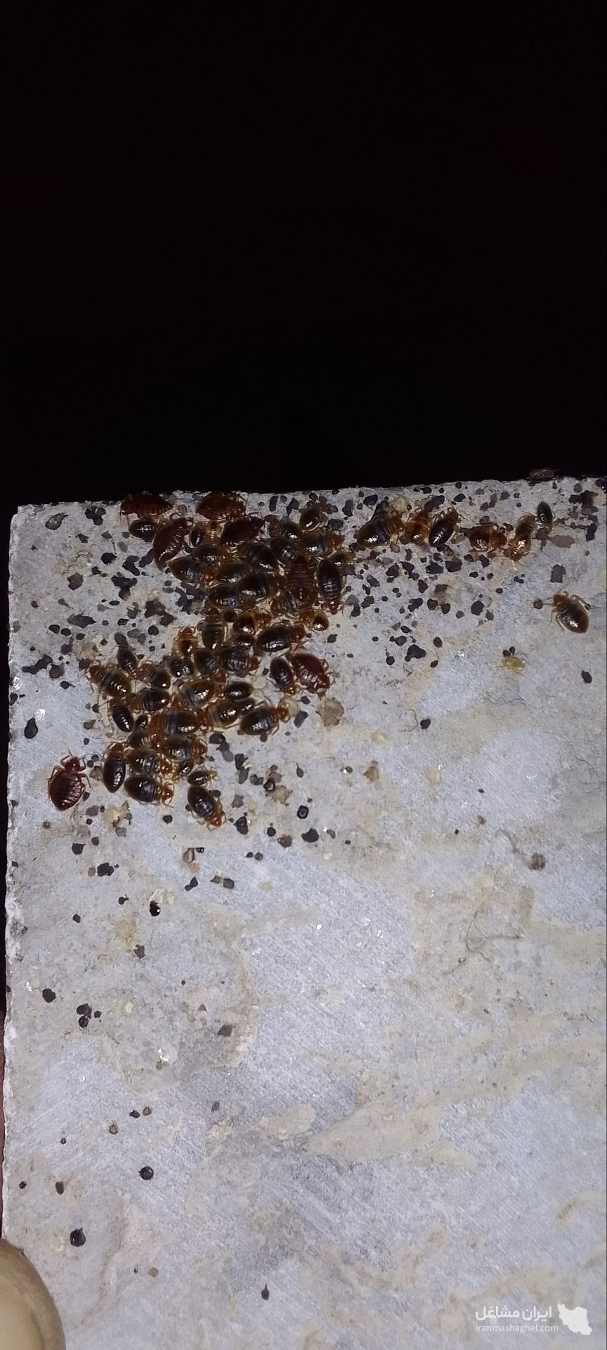 سم پاشی منازل نابودگر در رشت