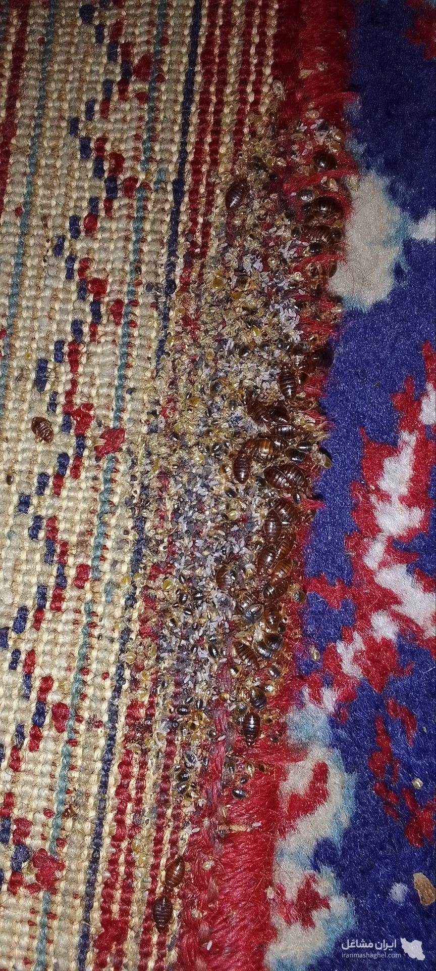 سم پاشی منازل نابودگر در رشت