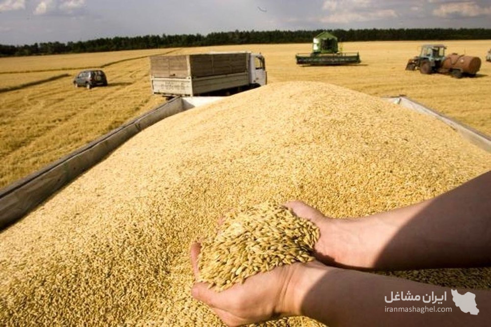 واردات صادرات نهاده های کشاورزی گندم و دانه روغنی عباس پاکمنش در زنجان