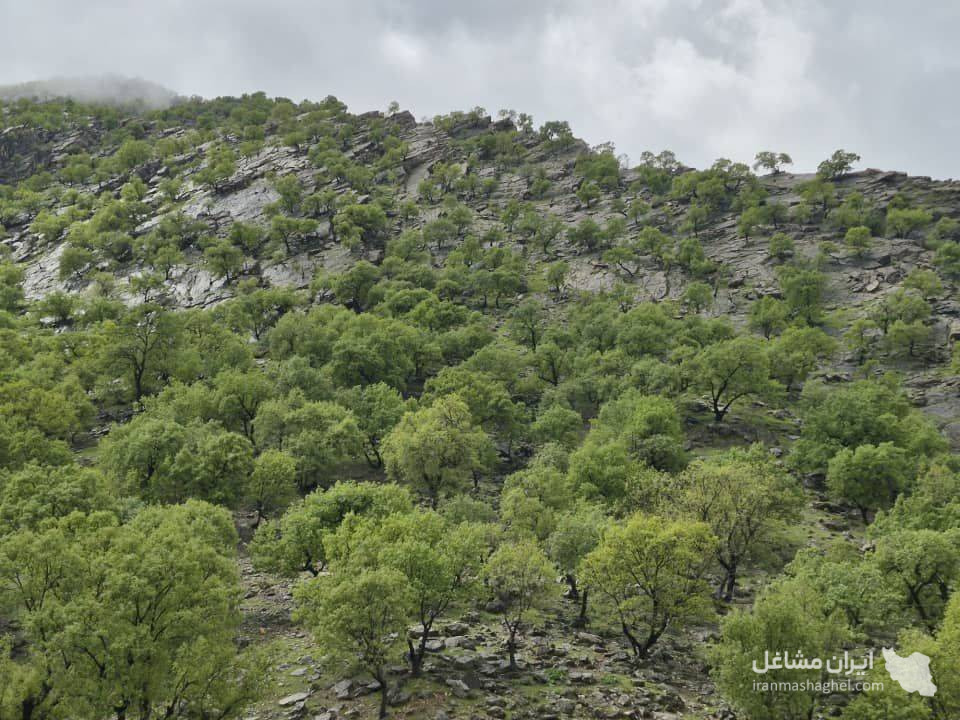 اقامتگاه شیرزن بختیاری در گزستان کوهرنگ