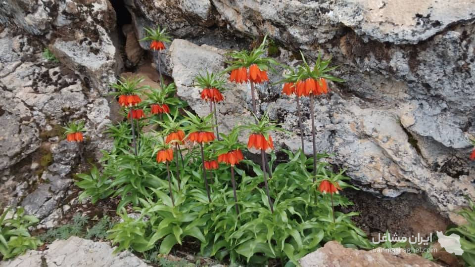 اقامتگاه شیرزن بختیاری در گزستان کوهرنگ