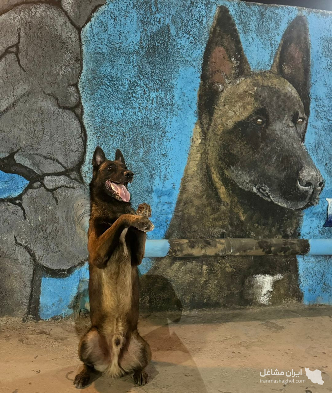 پانسیون آموزش و تربیت سگ gemkennel در رفسنجان