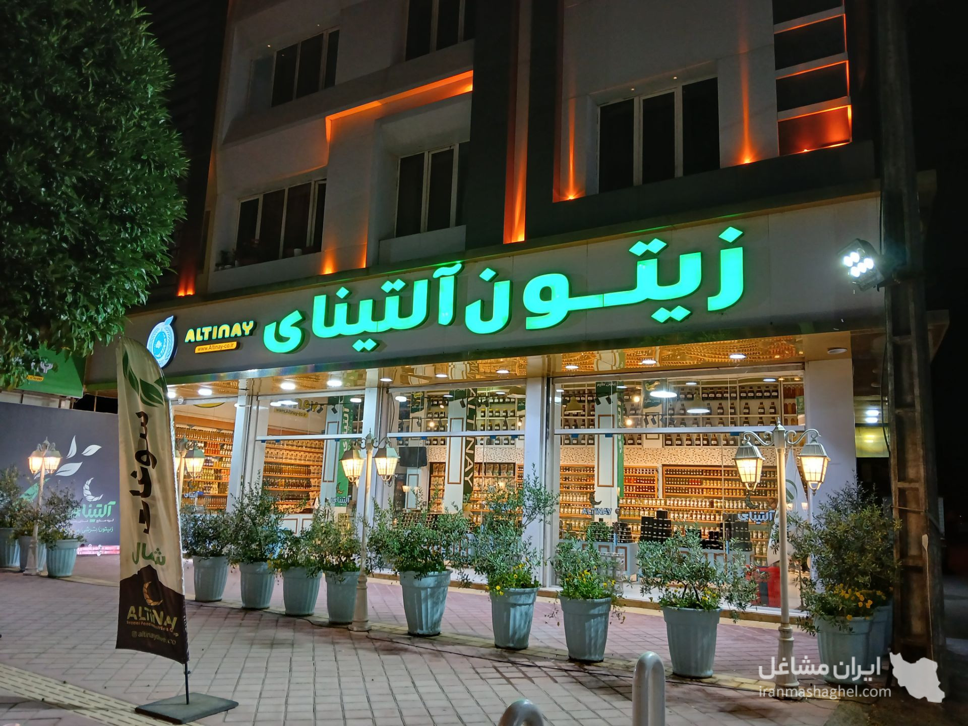 زیتون آلتینای در مازندران