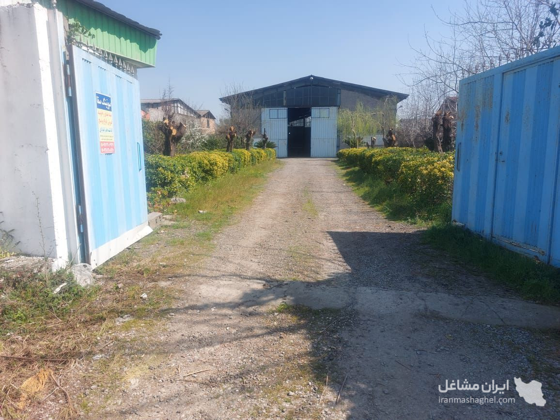 سورتینگ برنج سقا در آمل
