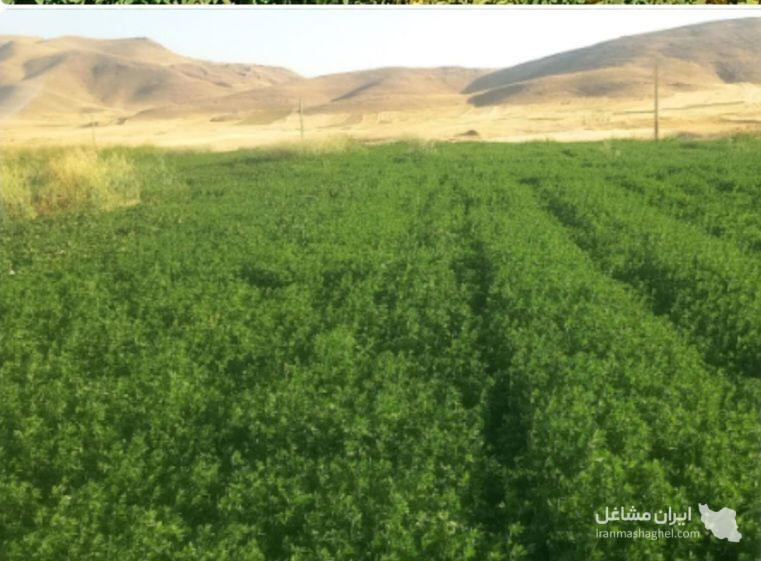 تولید و فروش بذر مخصوص مناطق سردسیری امن زاده در میاندوآب