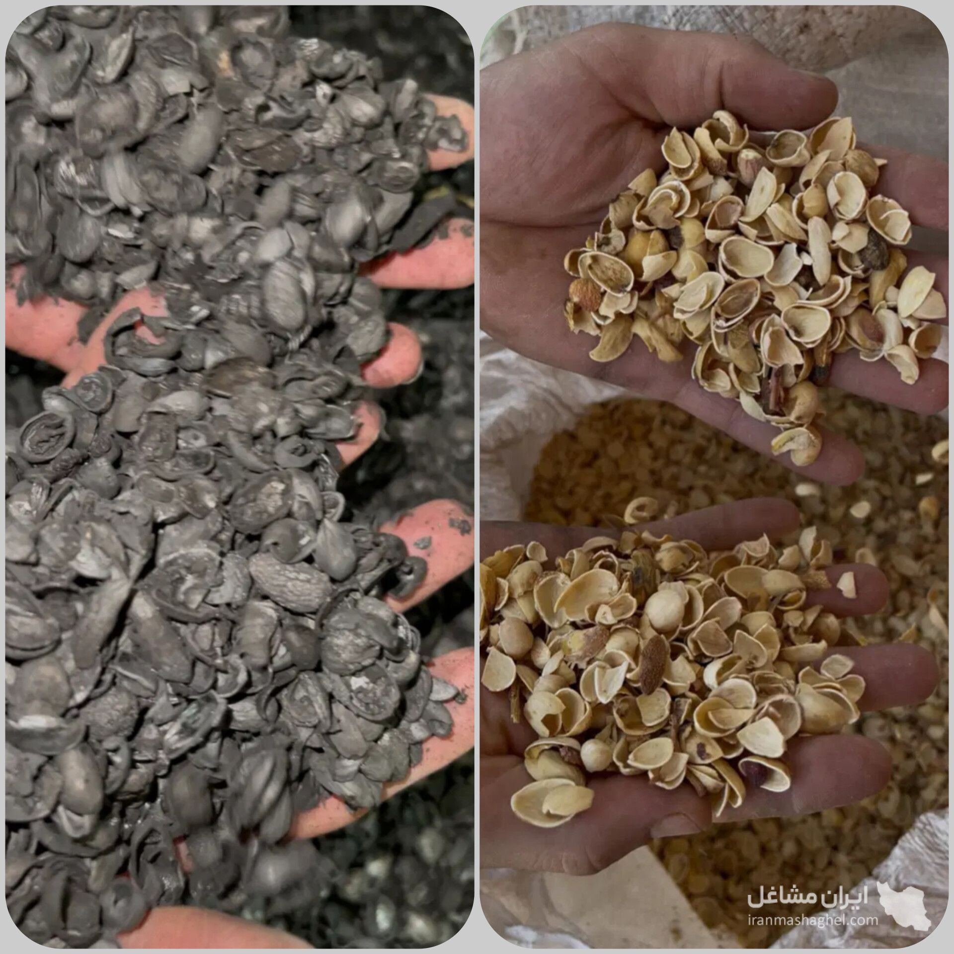 تولید و فروش ذغال حبه ای آلاس در شهریار