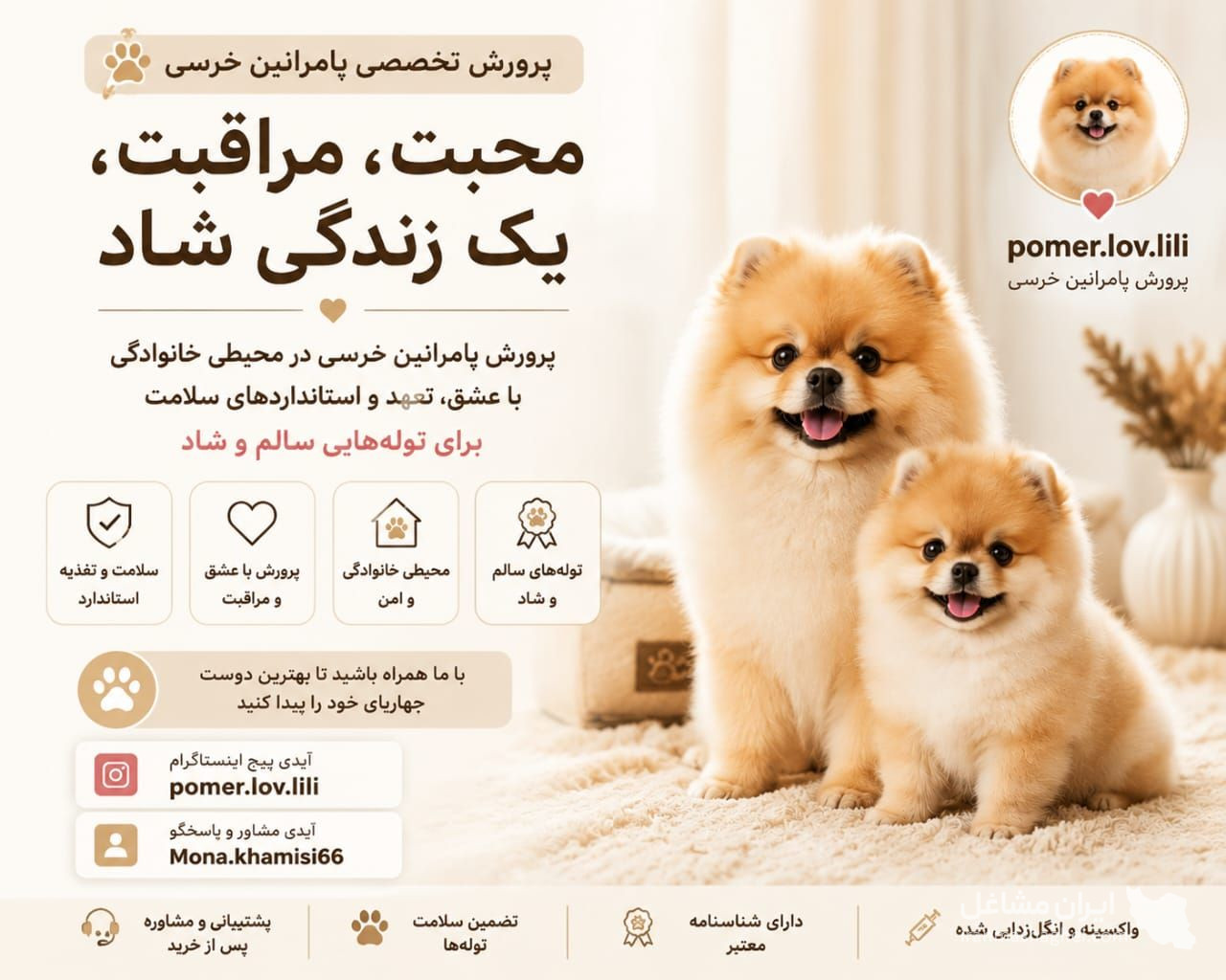 پرورش و فروش سگ پامرانین خرسی مونا خمیسی در رشت