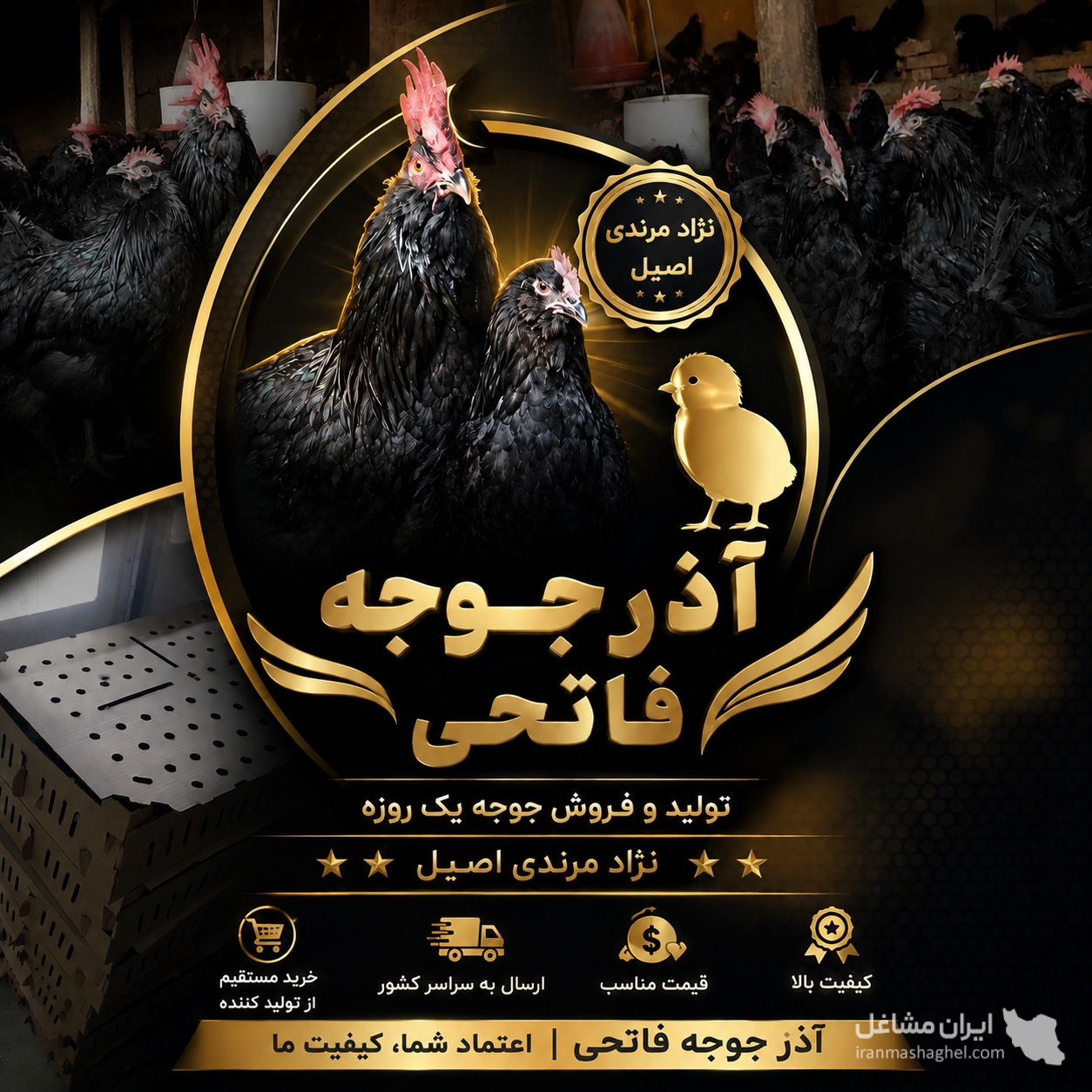 تولید فروش جوجه یک روزه نژاد اصیل مرندی آذر جوجه فاتحی در تبریز