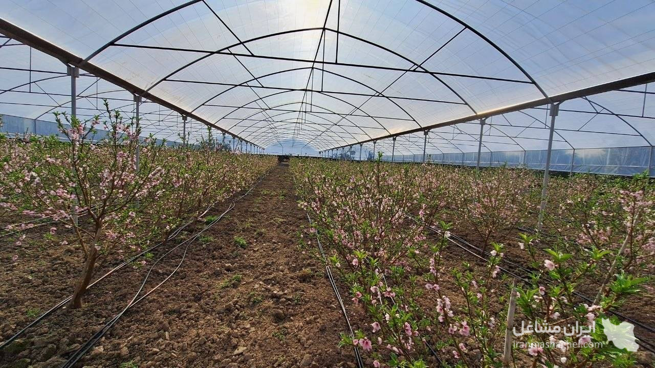 نصب سازه های گلخانه رضایی در ساری