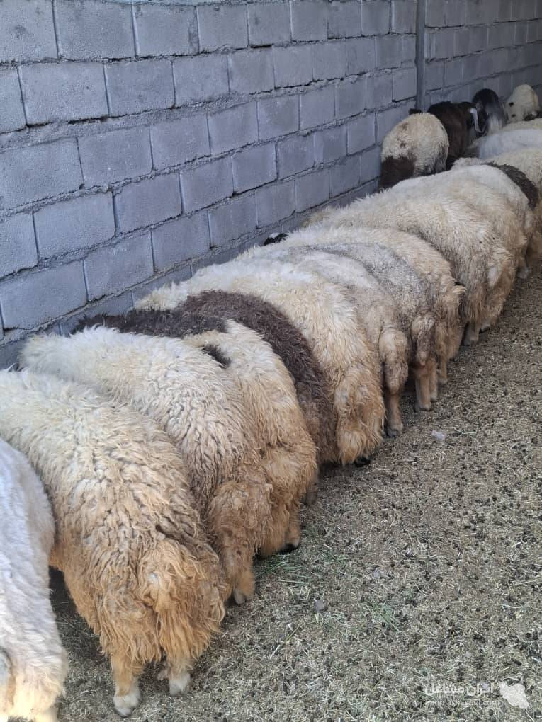 قصابی حاج مرتضی کرمی در گیلانغرب