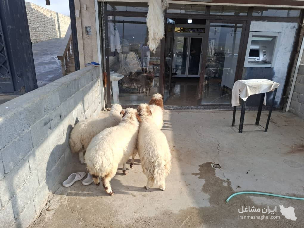 قصابی حاج مرتضی کرمی در گیلانغرب