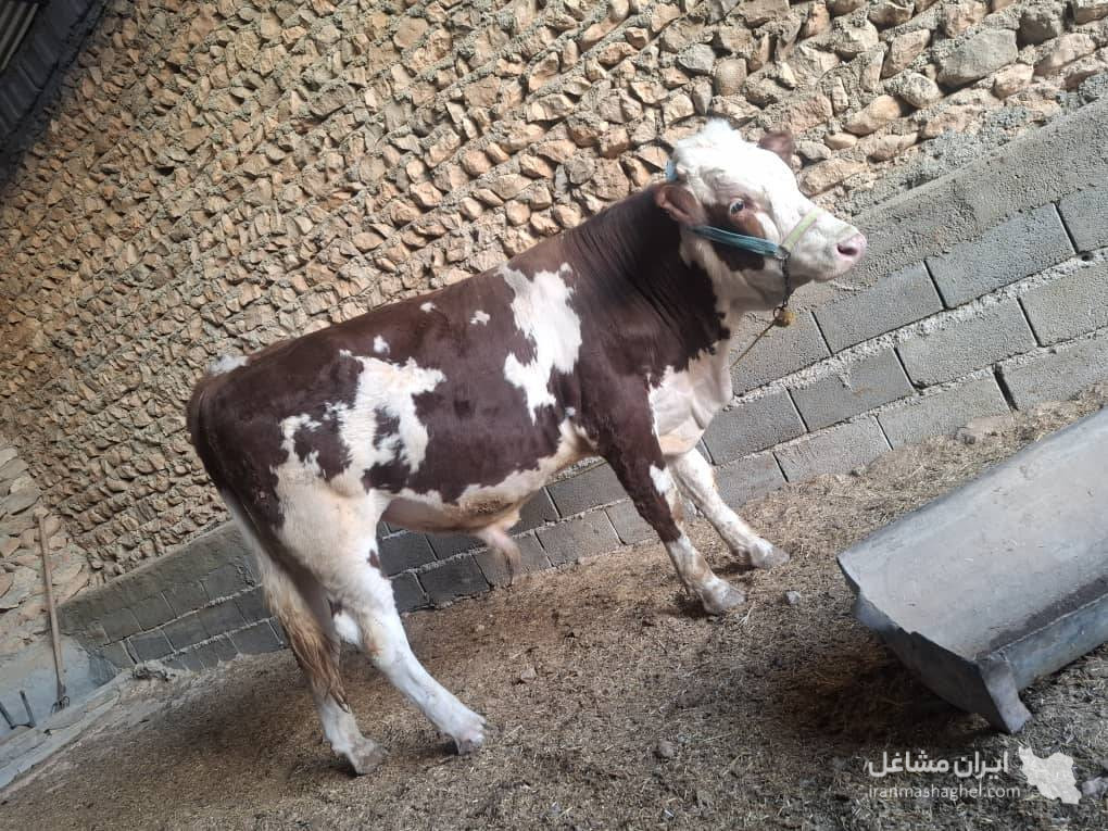قصابی حاج مرتضی کرمی در گیلانغرب