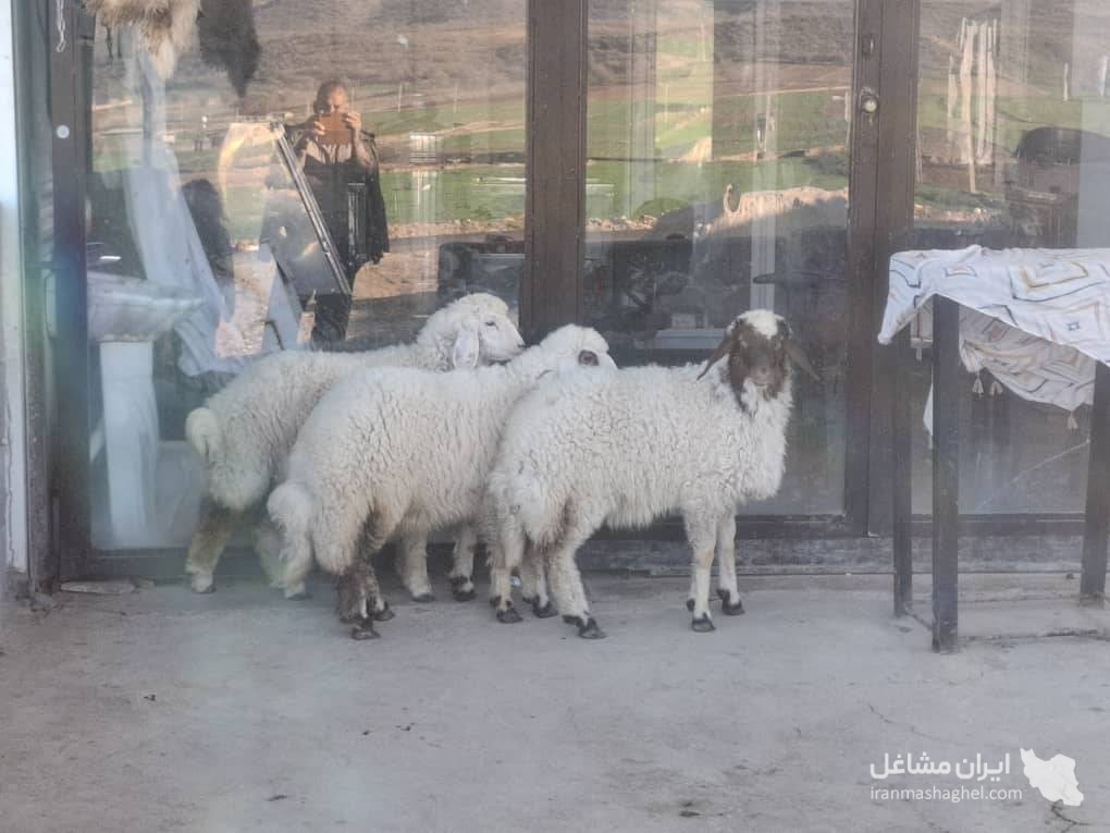 قصابی حاج مرتضی کرمی در گیلانغرب