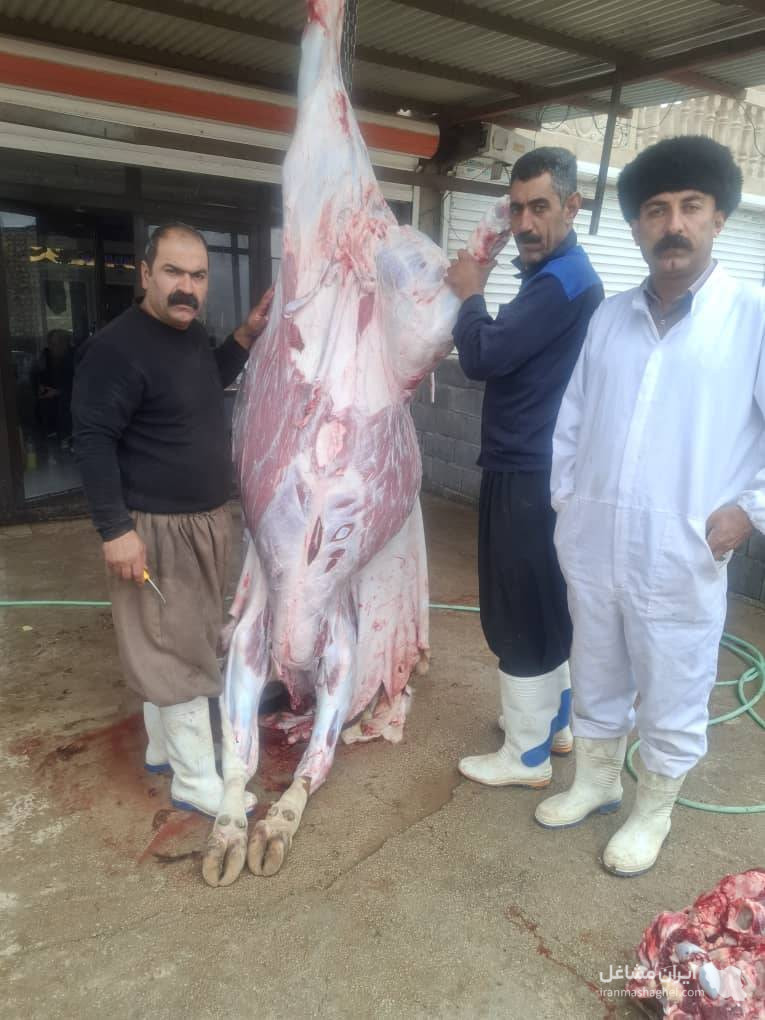قصابی حاج مرتضی کرمی در گیلانغرب